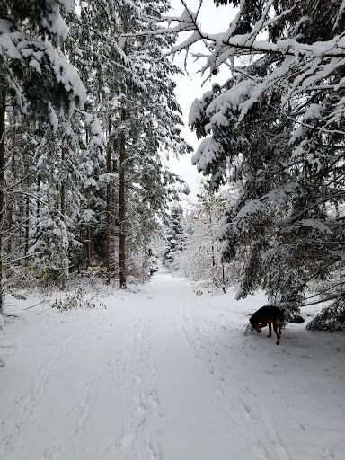 Hundewald Trappenkamp