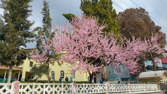 Muhammed Cami