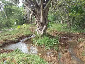 Caño Cristales