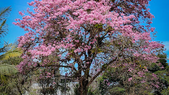 Benito Juarez Park