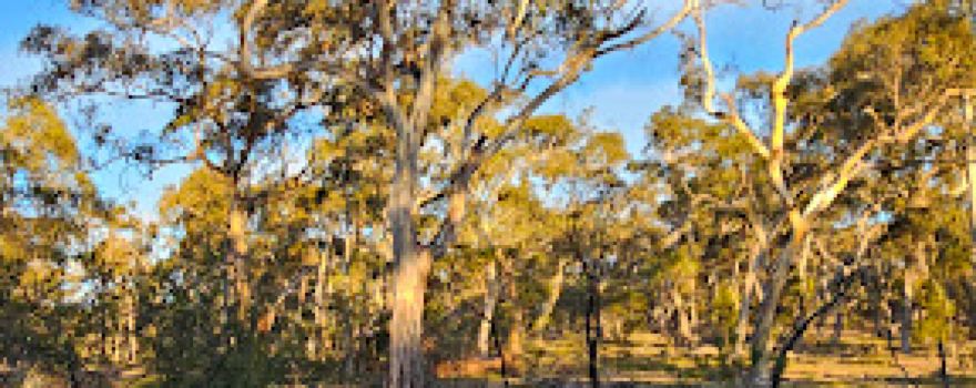 Beear Fossicking Area