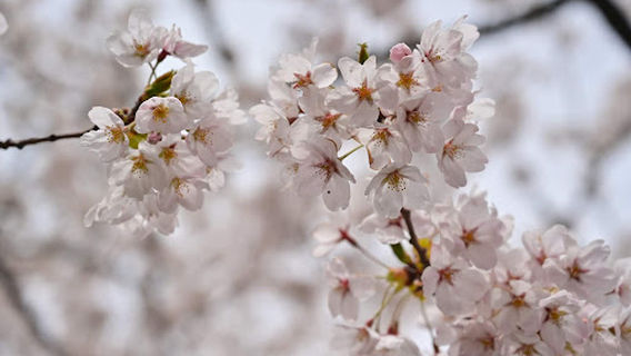 Tsugaru