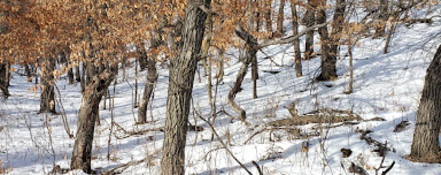 Sheyenne River State Forest