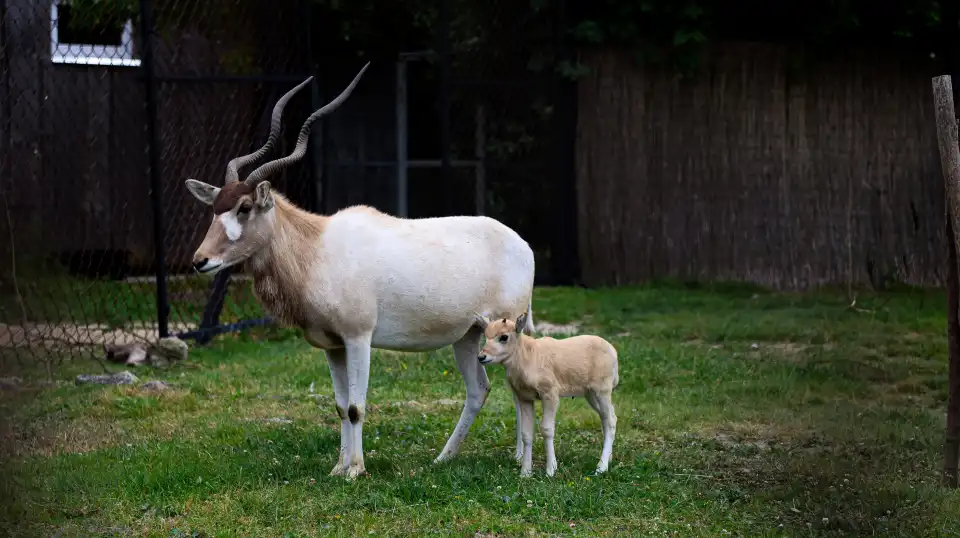 5_Zoo Bratislava