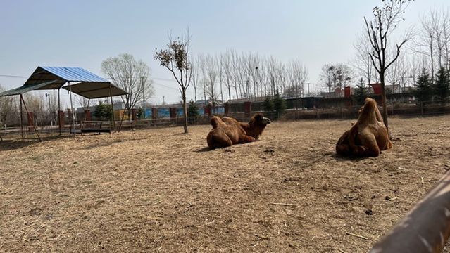 mei zhuang bai hu yuan