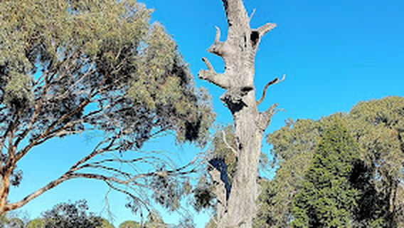 Nangawooka Flora Reserve