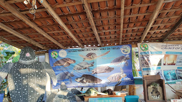 Campamento Tortuguero Ayotlcalli