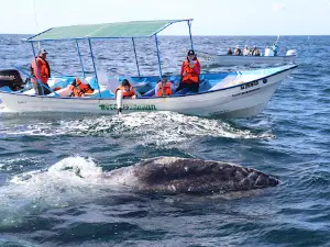 Friendly Whale Tours and Hotel Vista MagBay Mexico