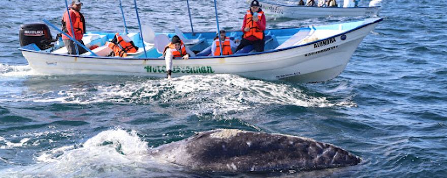 Friendly Whale Tours and Hotel Vista MagBay Mexico