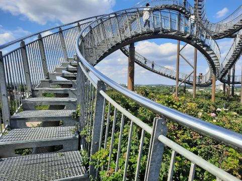 Tiger & Turtle