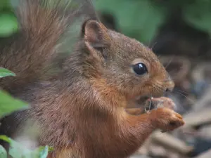 Wildwald Vosswinkel