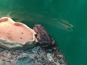 Aquario Marinho