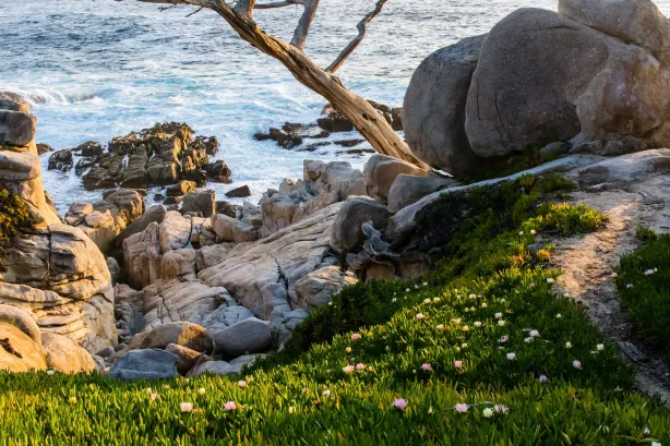 Pescadero Point