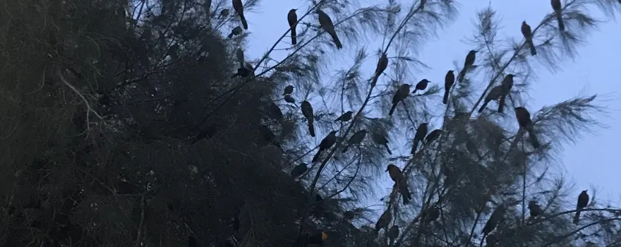 Bosque Venustiano Carranza