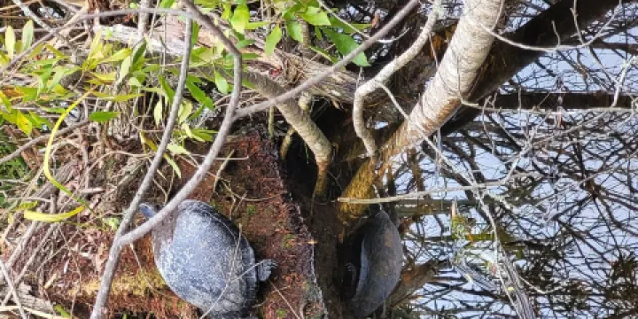 Sea Pines Forest Preserve