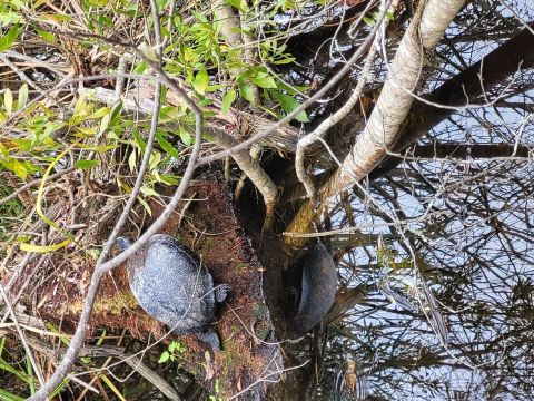 Sea Pines Forest Preserve