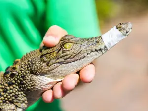 Koorana Crocodile Farm