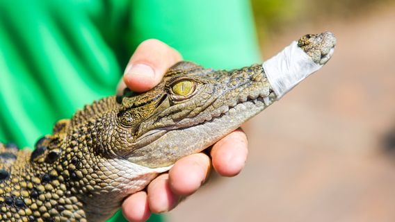 Koorana Crocodile Farm