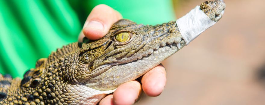 Koorana Crocodile Farm
