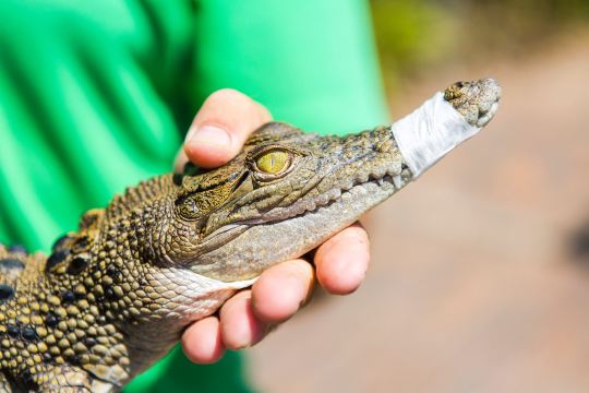 Koorana Crocodile Farm
