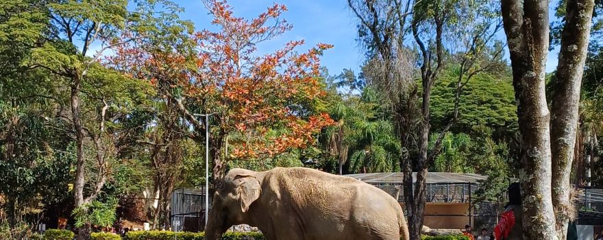 Parque Zoologico Municipal Quinzinho De Barros
