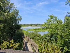 Riserva naturale della Foce dell'Isonzo
