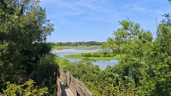 Riserva naturale della Foce dell'Isonzo