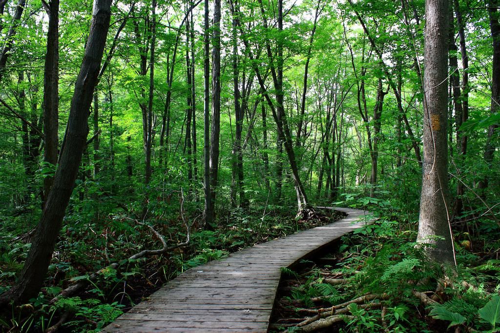 Westminster Ponds/Pond Mills Conservation Area