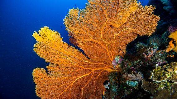 Aquatica Dive | Timor Leste / East Timor