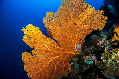 Aquatica Dive | Timor Leste / East Timor