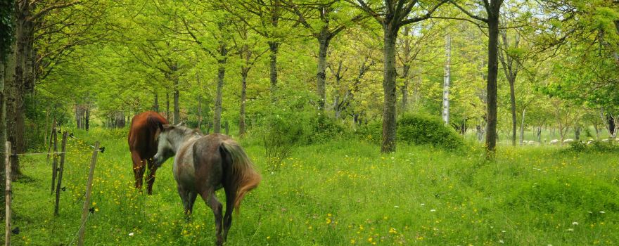 Cheval Rando Equitation