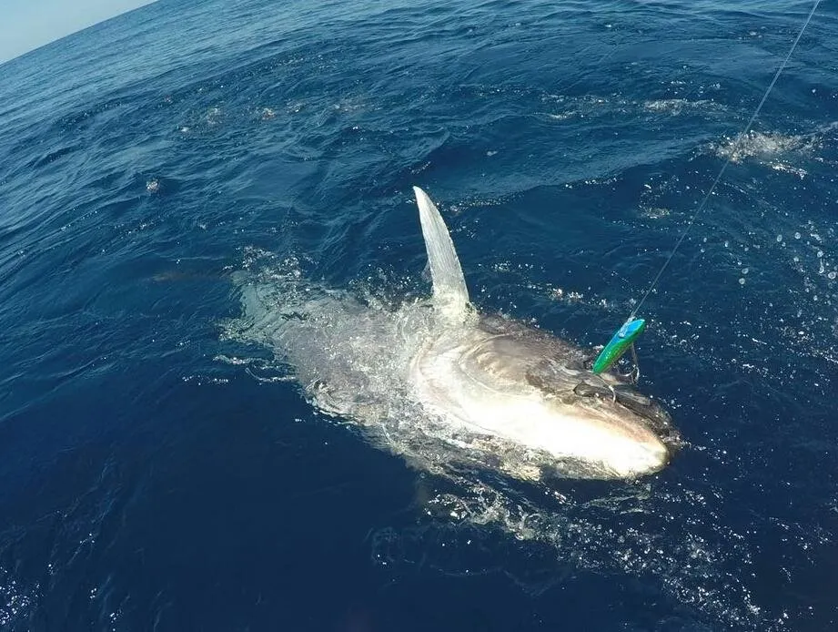 2_CAVALIER & BLUE MARLIN FISHING CHARTERS