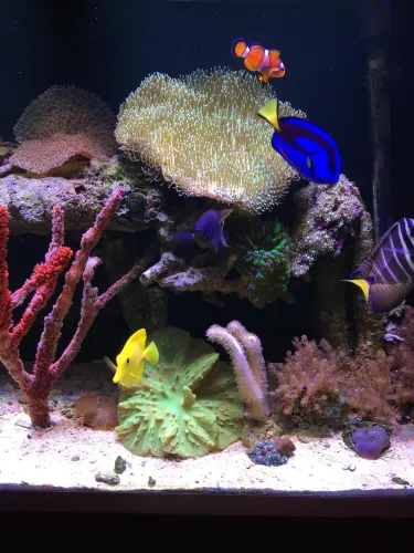 La Pequena Barrera de Coral