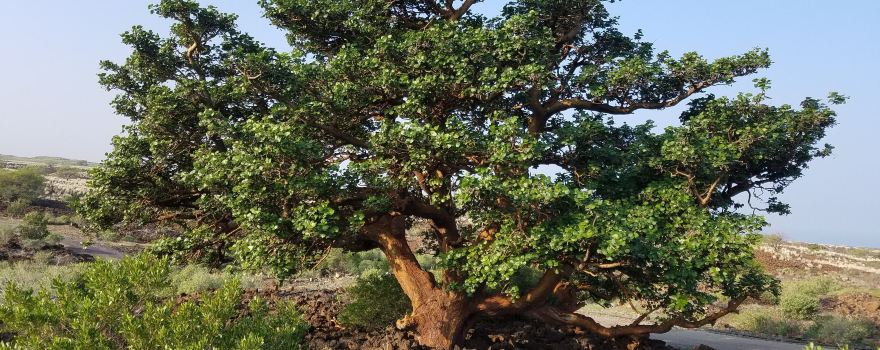 Waikōloa Dry Forest Initiative