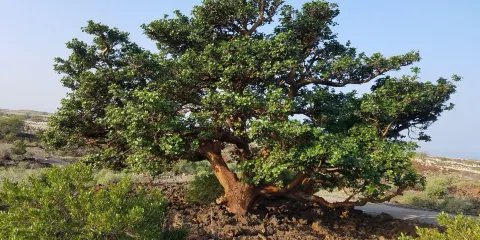 Waikōloa Dry Forest Initiative