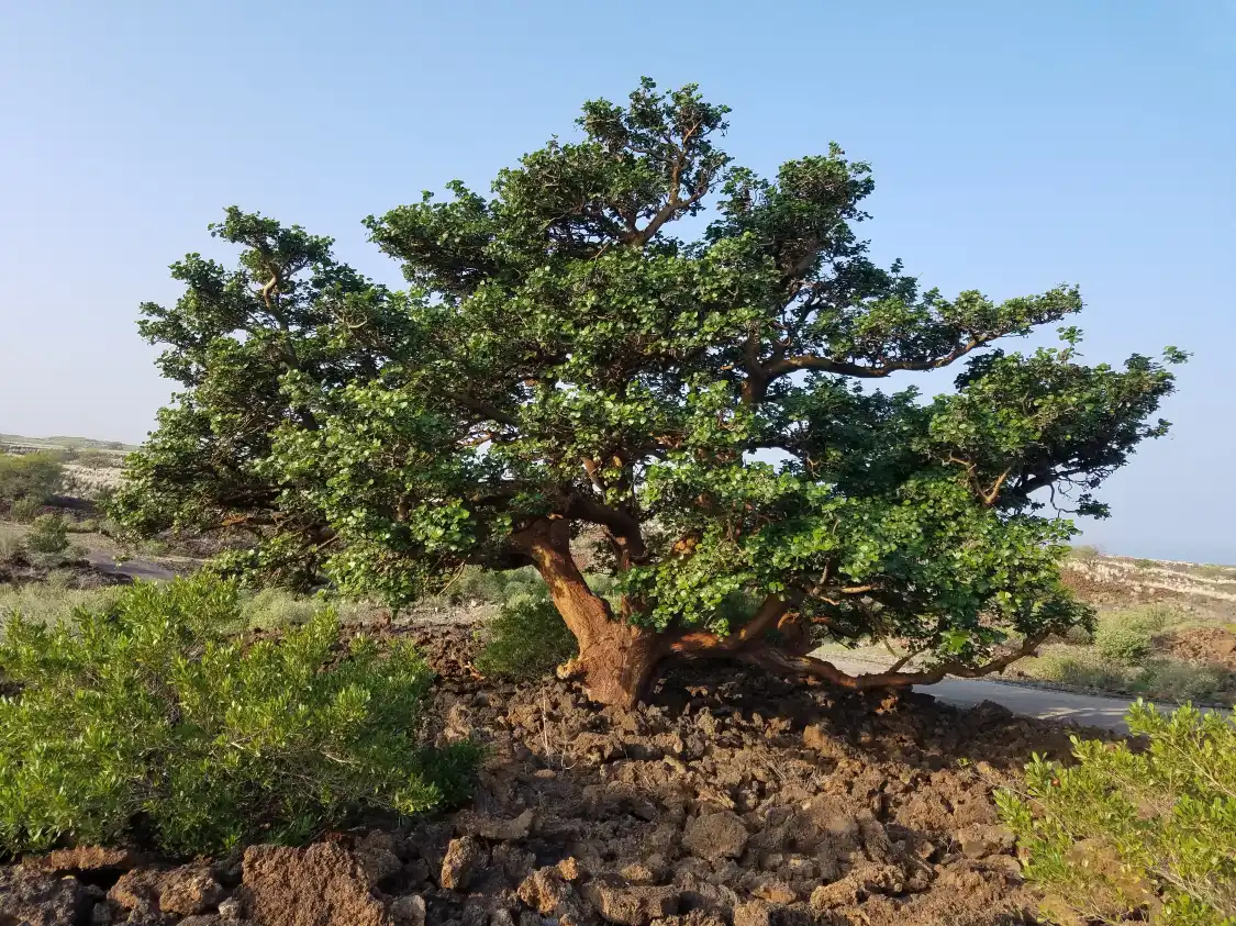 Hotels near Waikōloa Dry Forest Initiative