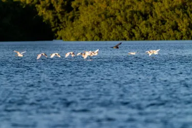 Caroni Swamp