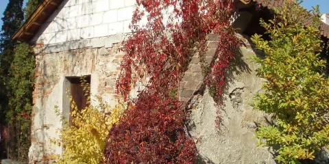 Castle Tynec nad Sazavou
