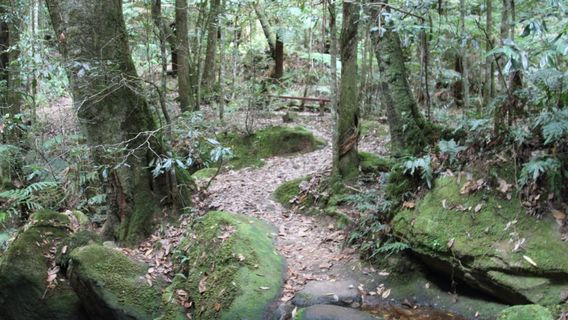Coachwood Glen Nature Trail
