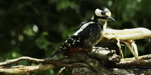 Sirhowy Valley Bird Hide