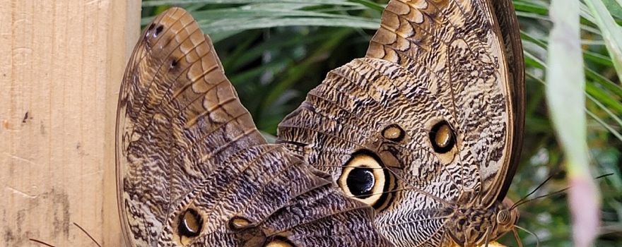 Alaris Schmetterlingspark