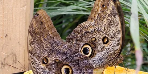 Schmetterlingspark Buchholz