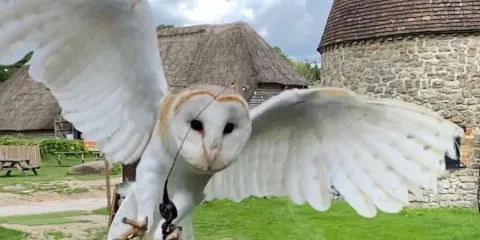 Kent Owl Academy