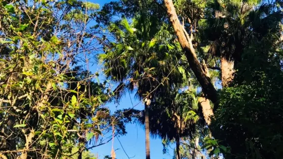 Cabbage Tree Creek Flora Reserve