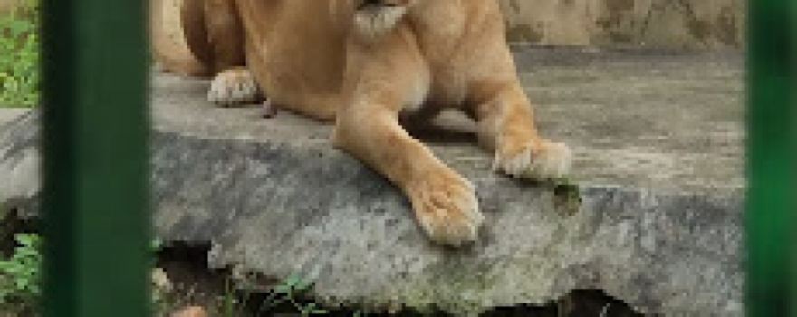 ParcZoo