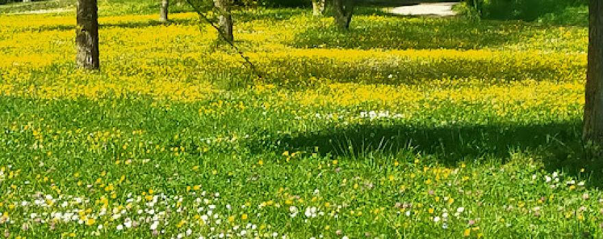 Parc Saint Hubert