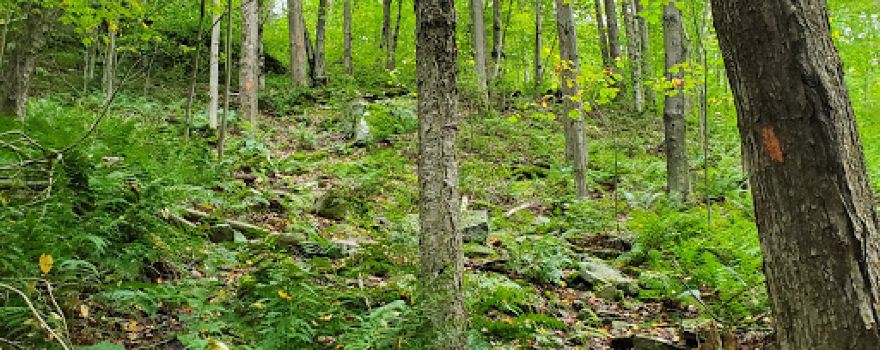 Old Loggers Path