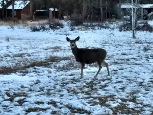 Grandview Cabins & RV Resort