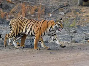 Tipeshwar Wildlife Sanctuary