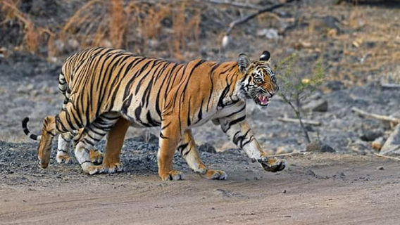 Tipeshwar Wildlife Sanctuary